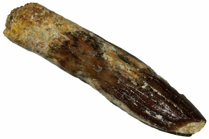 Fossil Sauropod Dinosaur (Titanosaur) Tooth - Morocco #298514